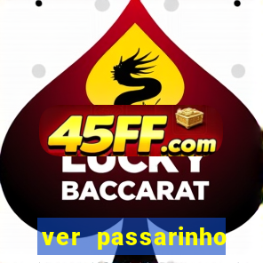 ver passarinho morto significado